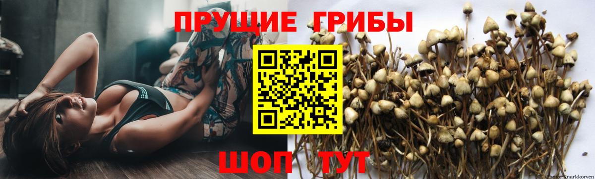 Златоуст  цена   Псилоцибиновые грибы Magic Shrooms  Вход с VPN  Псилоцибиновые грибы GOLDEN TEACHER 